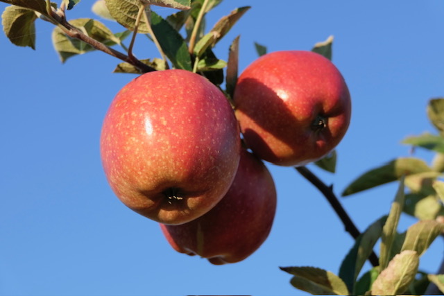 Obsthof Cordes - Fruchtfoto Jonagold